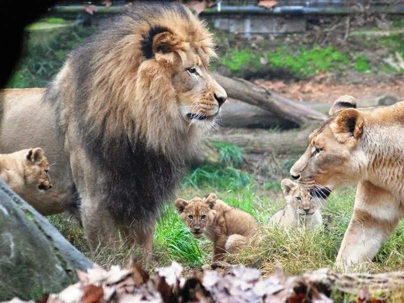 Dreamnight 2015 at the Sacramento Zoo