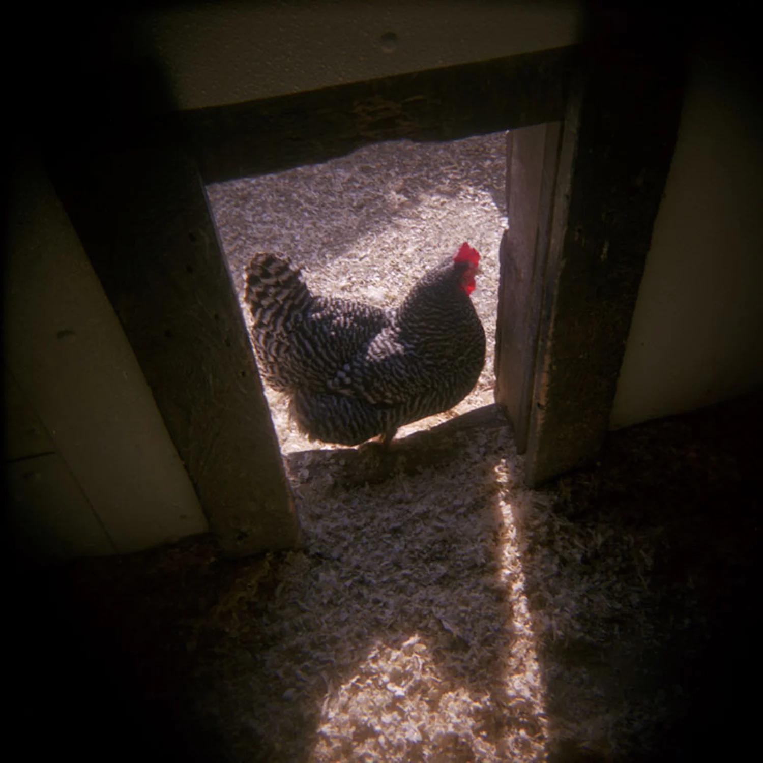 Holga1a.jpg