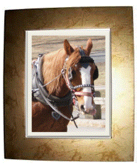 portrait7.gif