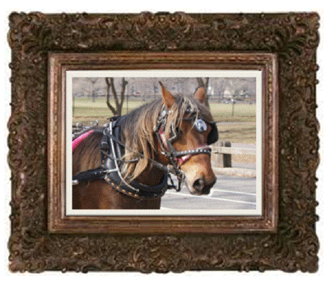 portrait8.gif