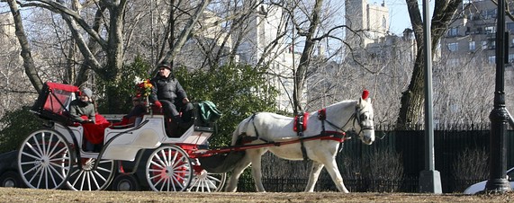 Central Park Horse carriage