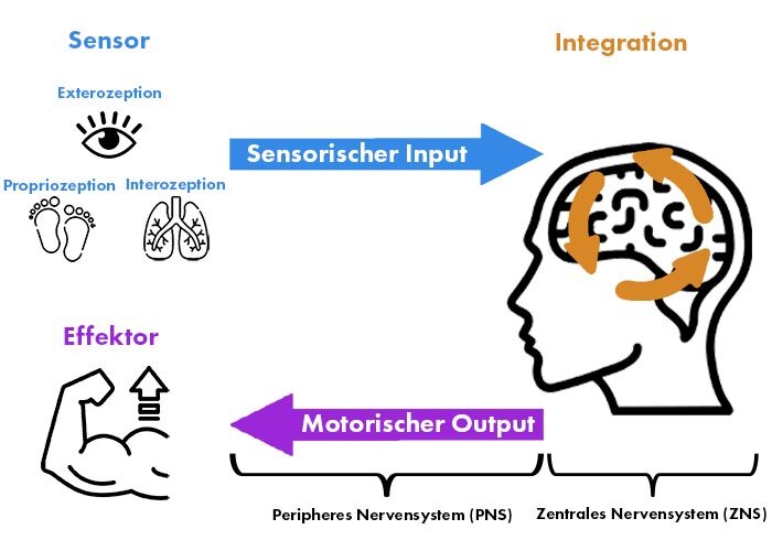 Neurozentriertes Training — Functional Athletics