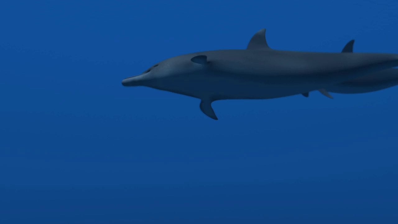 clip of the dolphins swimming motion