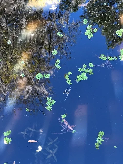 Lettuce lake 2.jpg