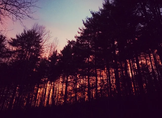  walking home behind the pines 