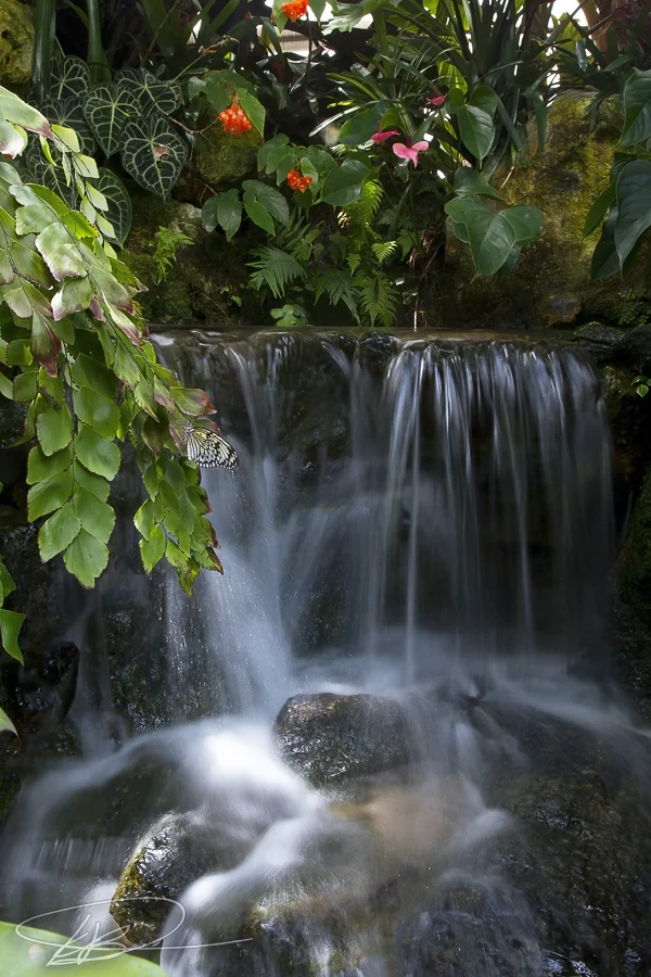 Fall_noND_butterflygarden.jpg
