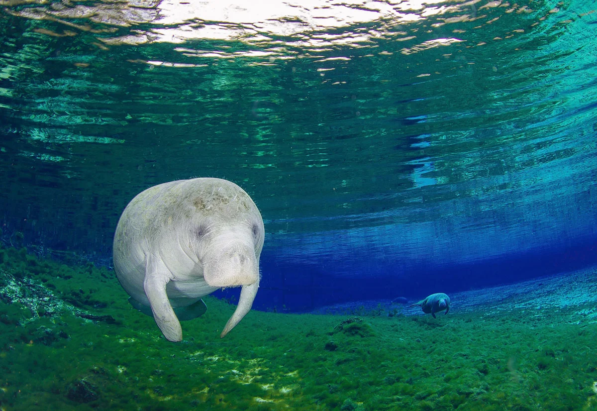 ManateeFollow_basinFanningsmall.jpg