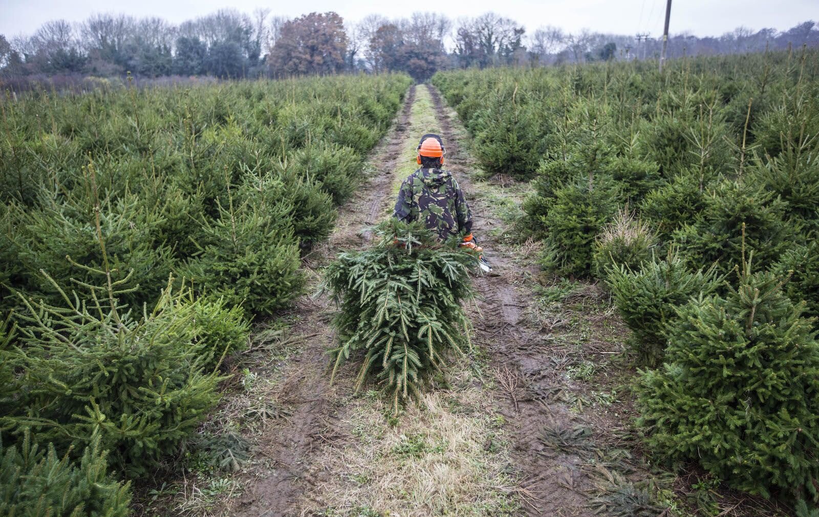 Oxenford Chirstmas Tree Farm Surrey