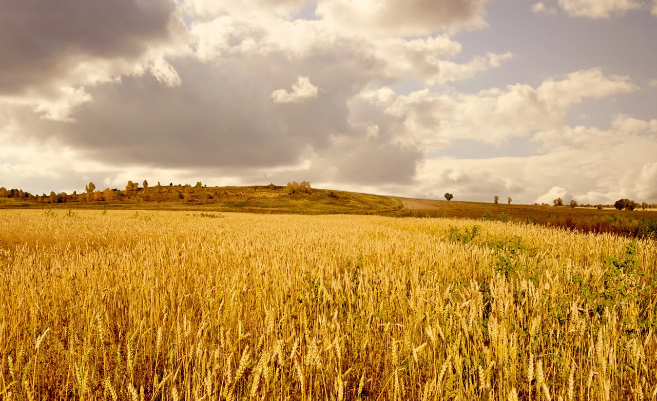 gold-fields.jpg