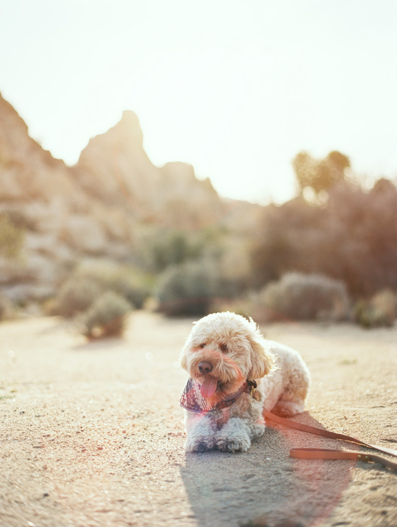 Palm Springs wedding photographer-10.jpg