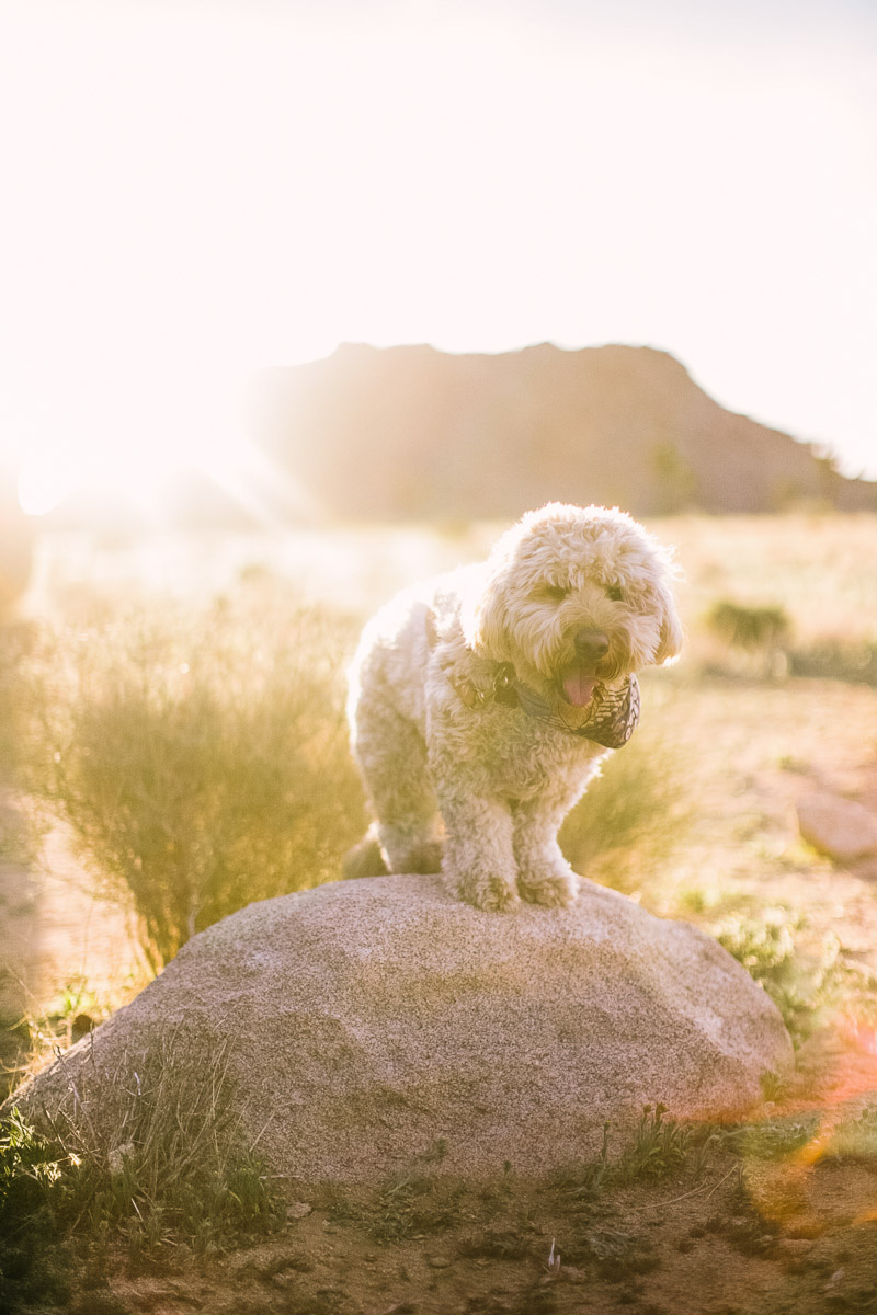 Palm Springs wedding photographer-28.jpg