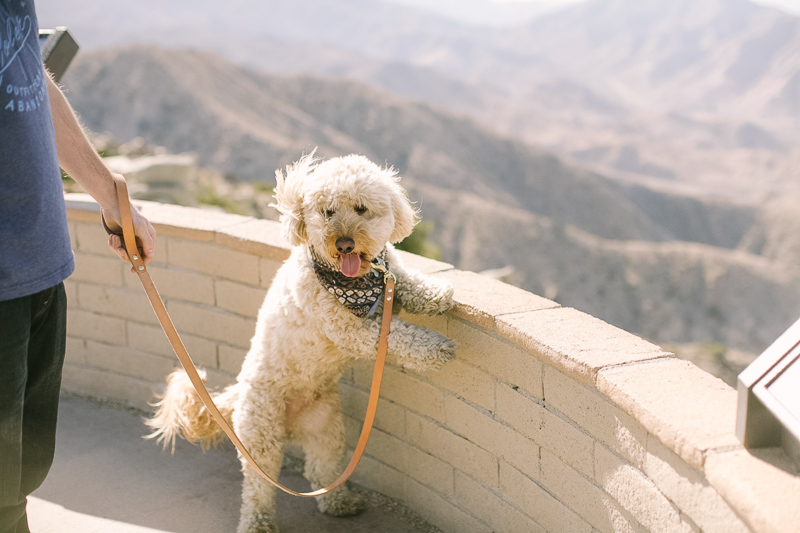 Palm Springs wedding photographer-34.jpg