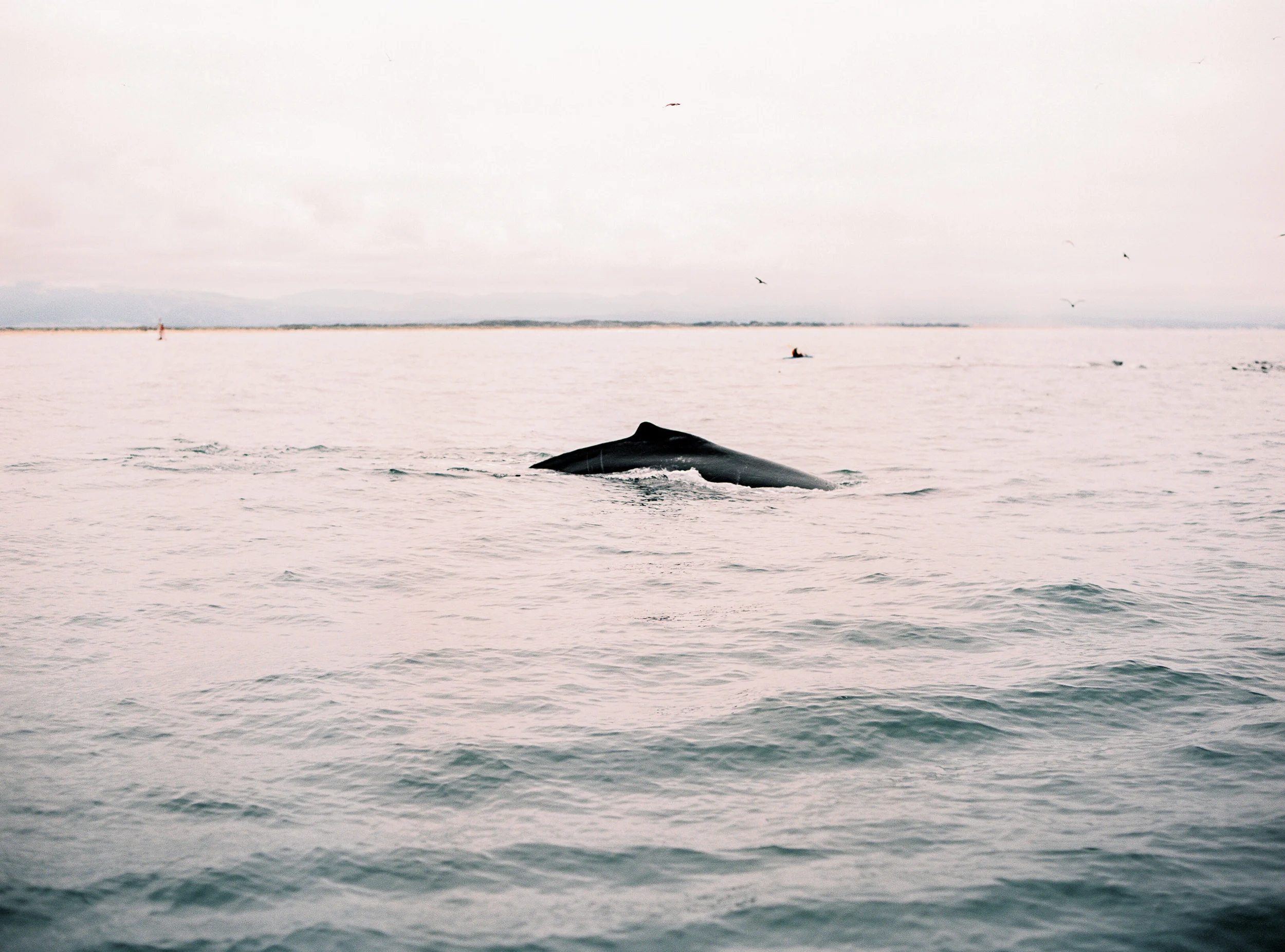 Personal: Whale Watching in Monterey, CA
