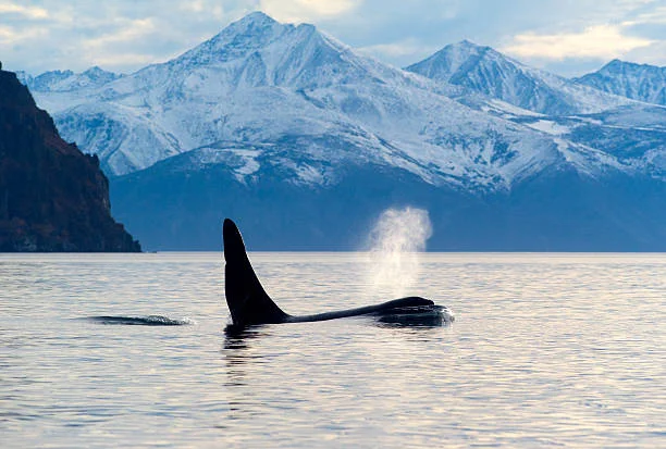 whale spout free.jpg