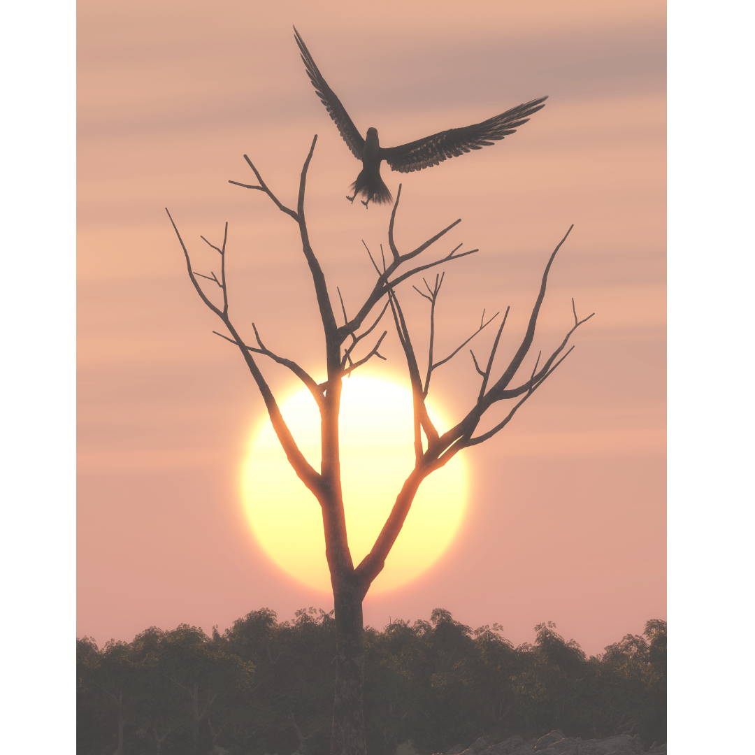 Eagle's Wings