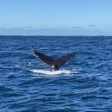 'Tis the season to be Whale Watching