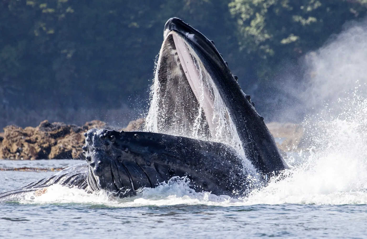 A Baleen Whale Prayer