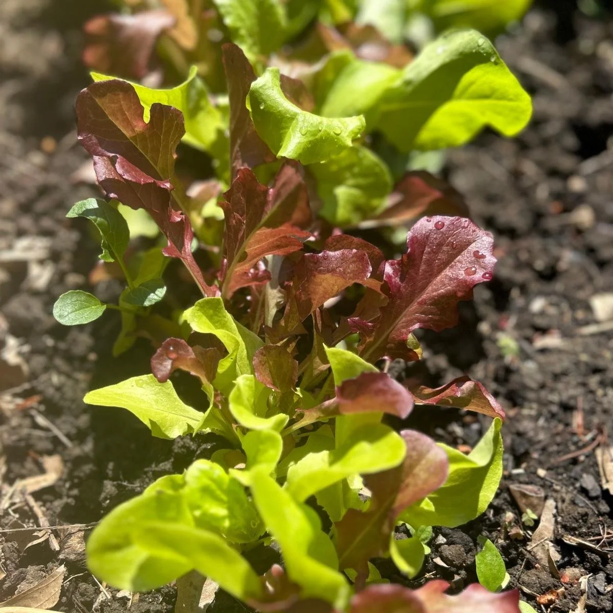 Thinning Lettuce