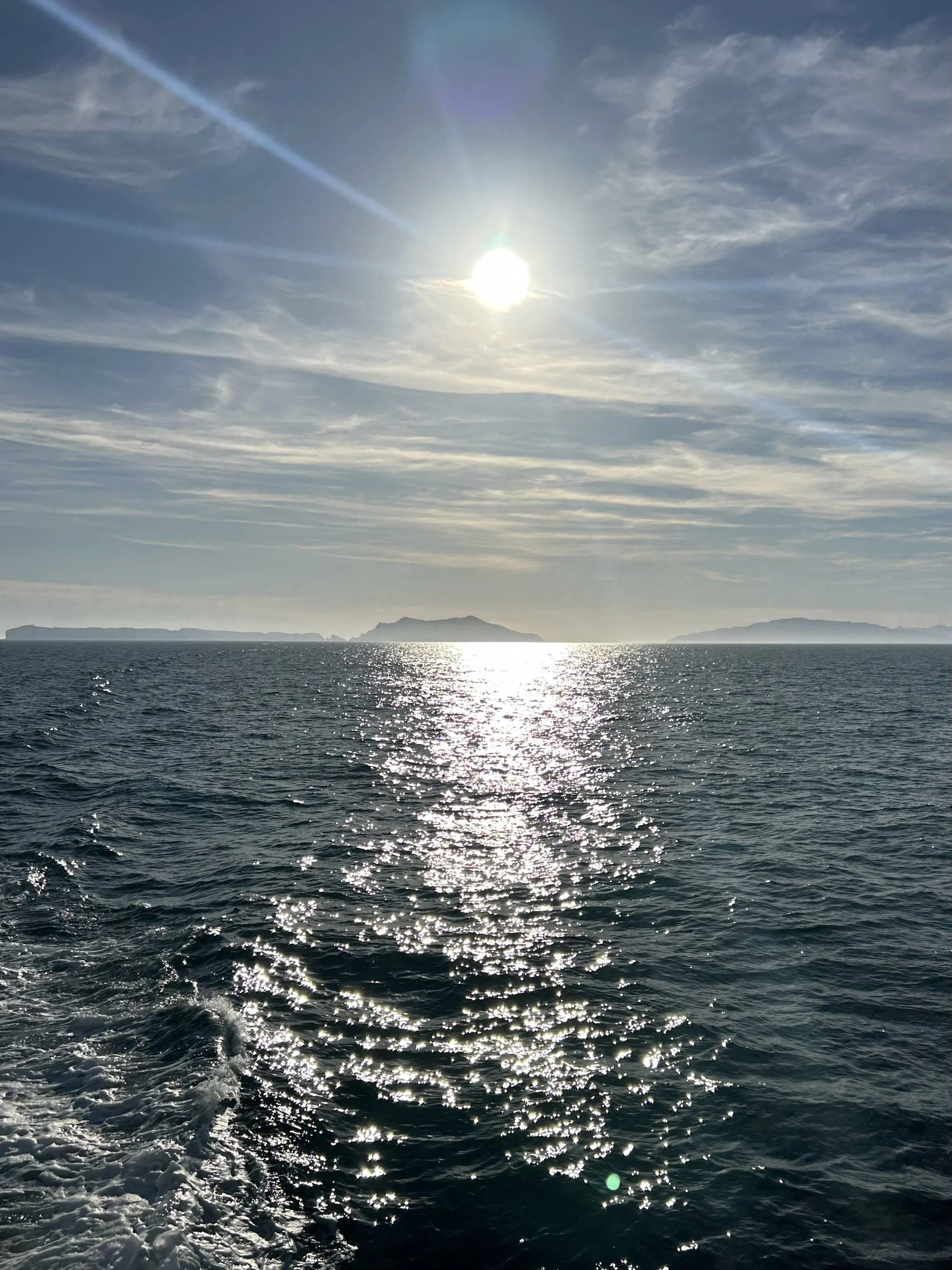 No Whales Whale Watch