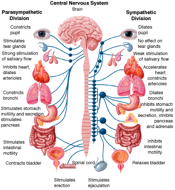 Human Nervous System