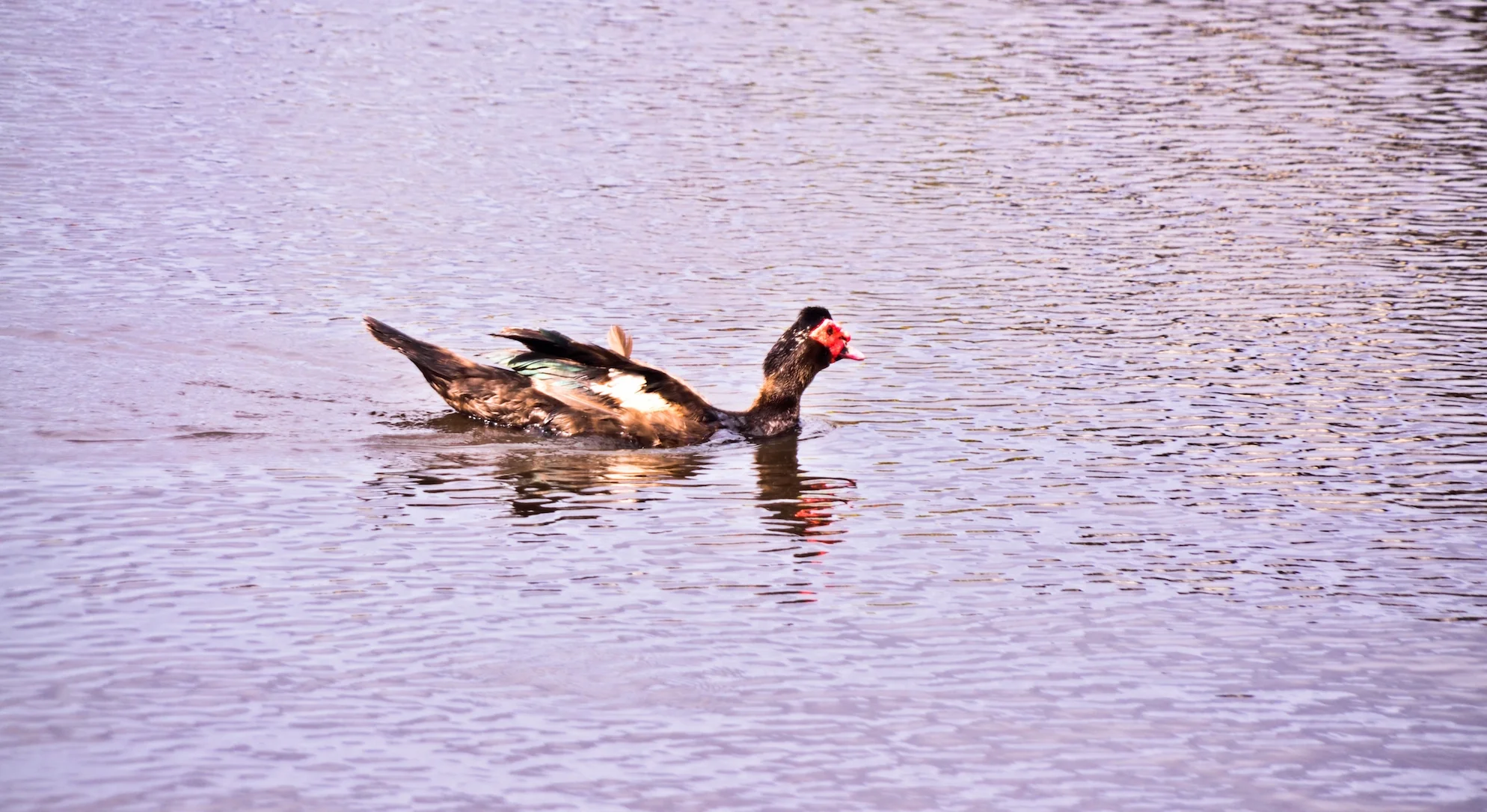 DSC_6380-2.jpg
