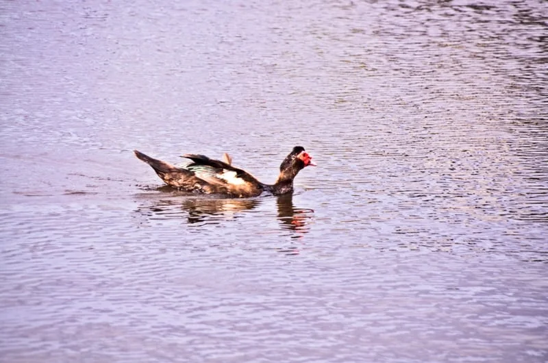 DSC_6380.jpg
