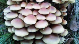 Plants talk to each other using an internet of fungus