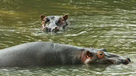 The last time Earth was this hot hippos lived in Britain (that’s 130,000 years ago)
