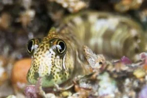 The genius of a fish out of water