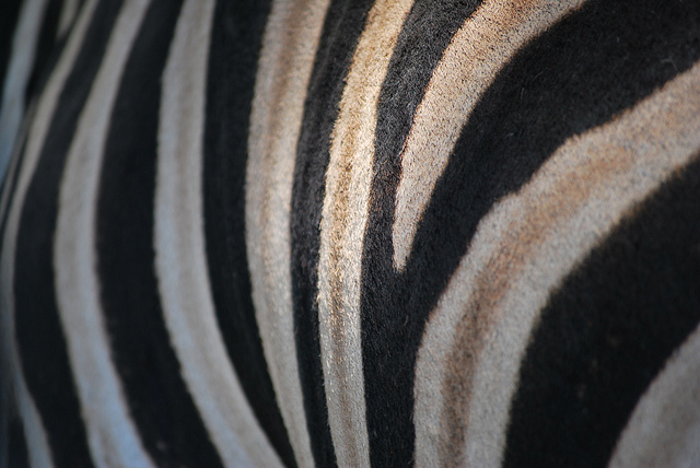 Researchers find out why zebras have stripes