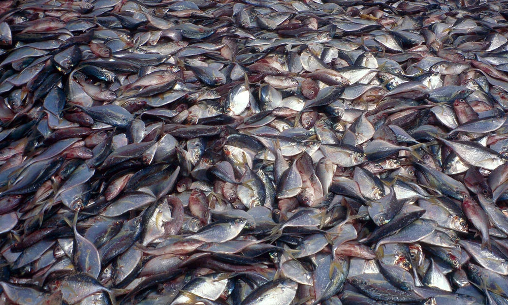 Largest Canned Tuna Company Tackles Overfishing And Labour Abuse