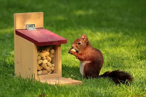 Squirrels Have Long Memory for Solving Problems