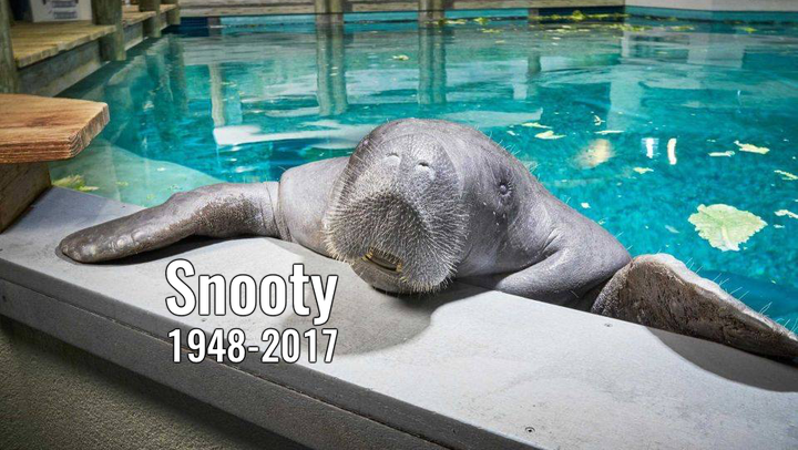 Snooty, World’s Oldest Captive Manatee, Dead At 69