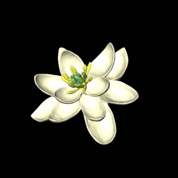 What flowers looked like 100 million years ago
