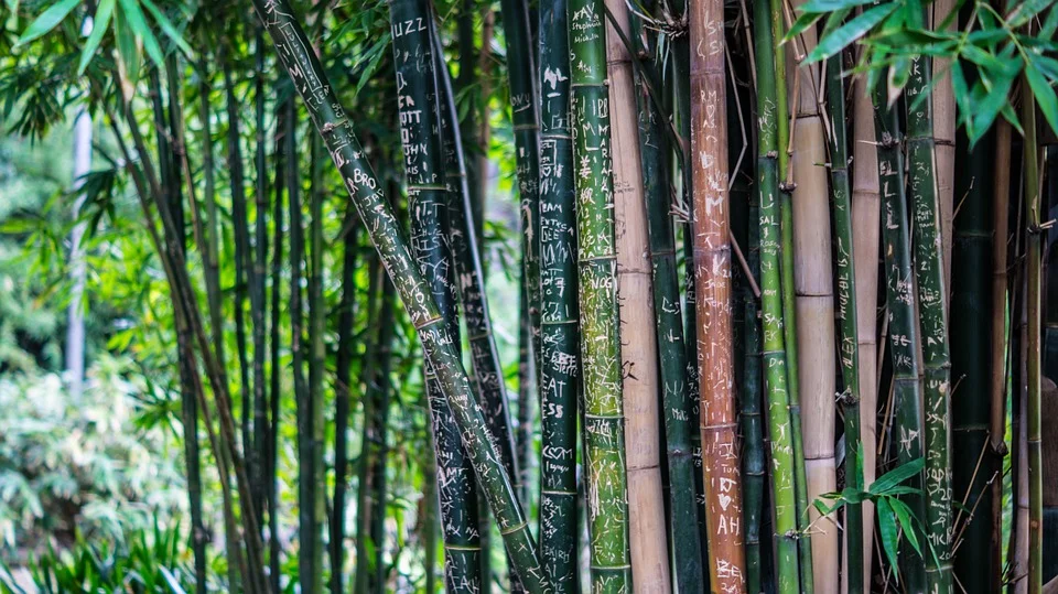 bamboo-142635_960_720.jpg