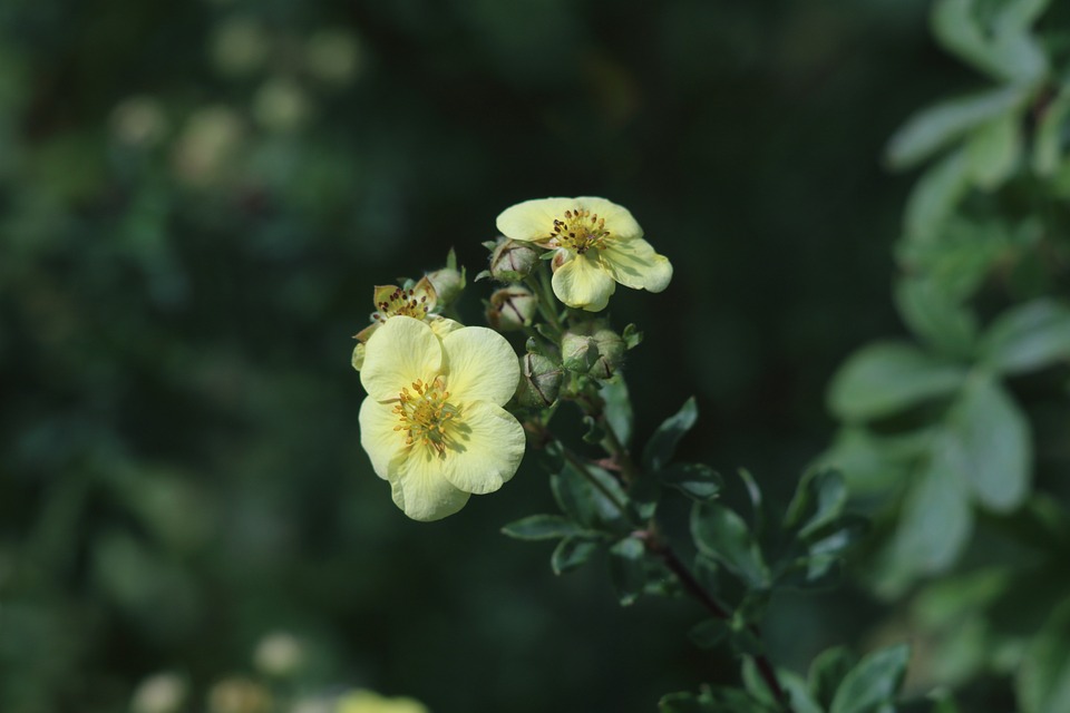 nature-3112793_960_720.jpg