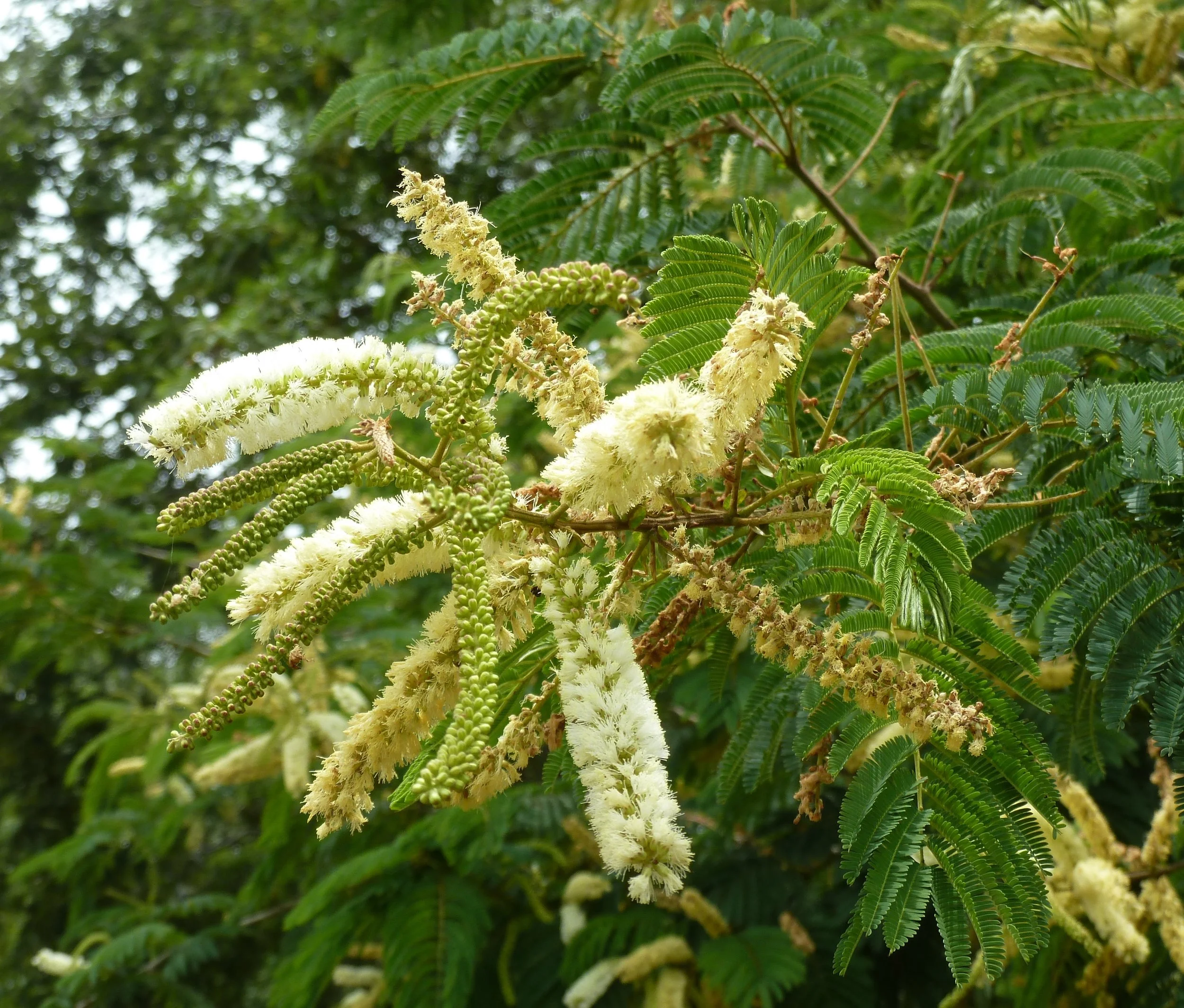 Acacia ataxacantha