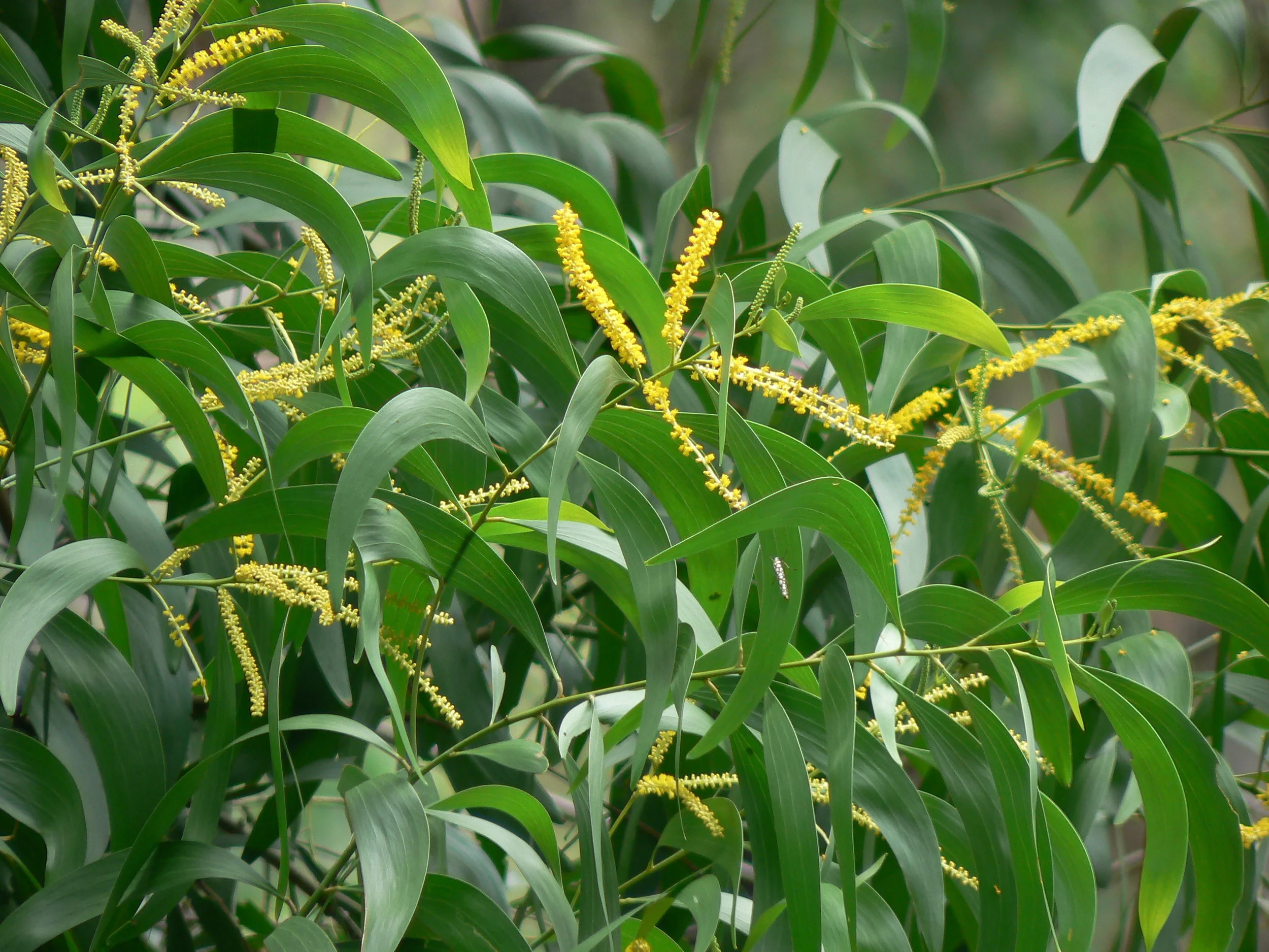 Acacia auriculiformis — THE GREEN INSTITUTE