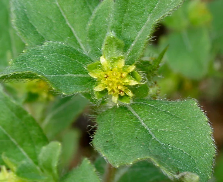 Acanthospermum hispidum