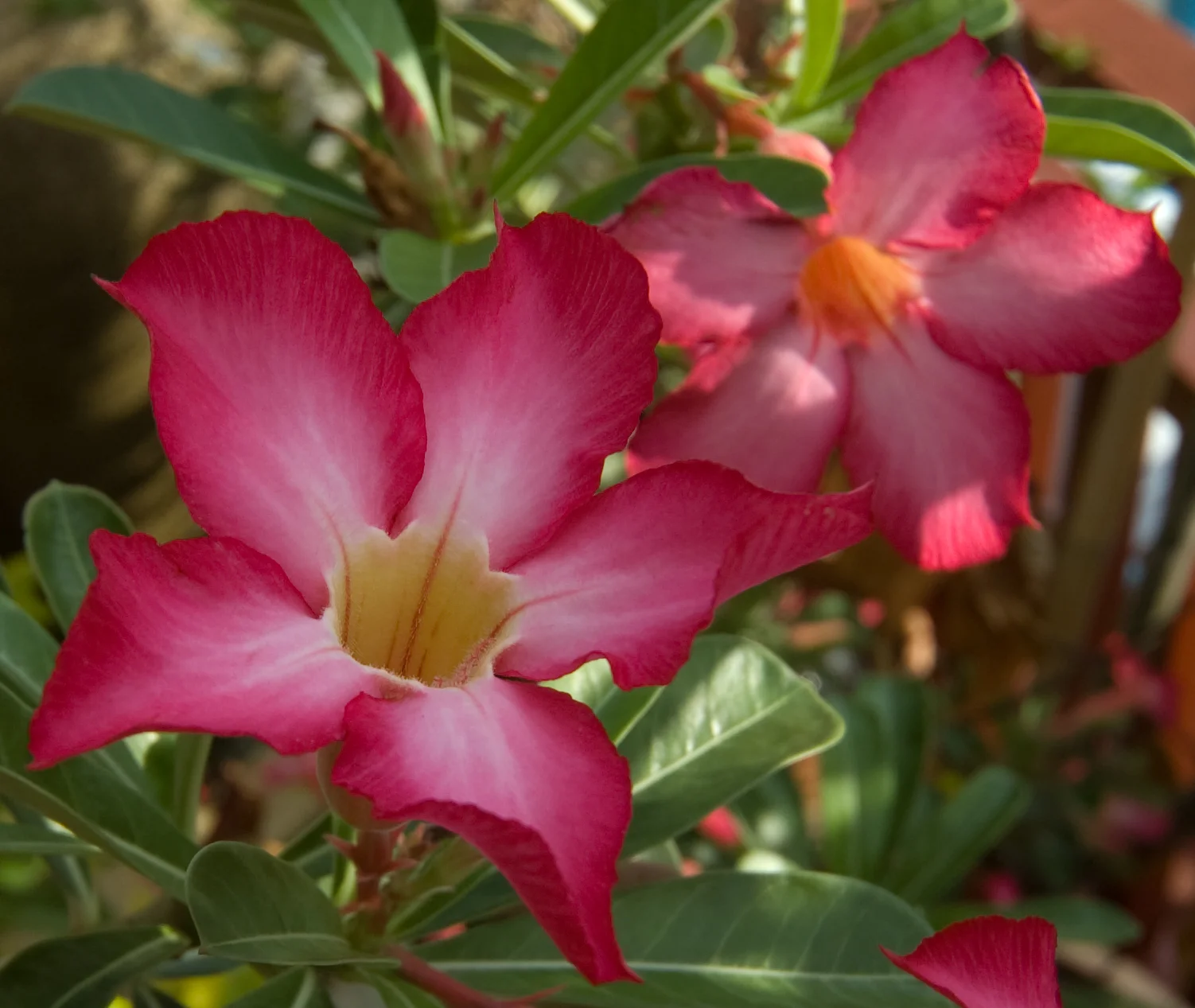 Adenium Obesum — THE GREEN INSTITUTE
