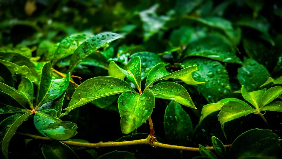 leaf-3267258_960_720.jpg