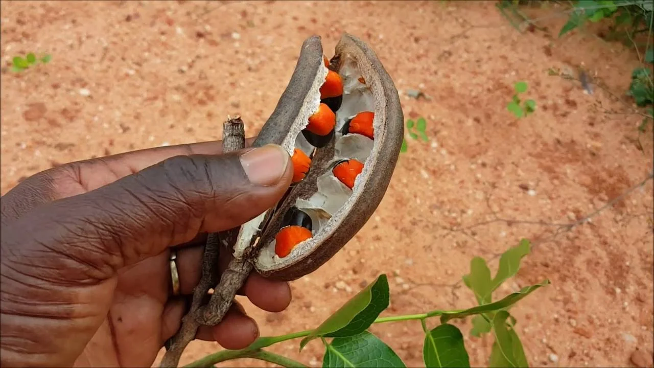 Afzelia africana — THE GREEN INSTITUTE