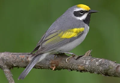 GoldenWingedWarbler.jpg