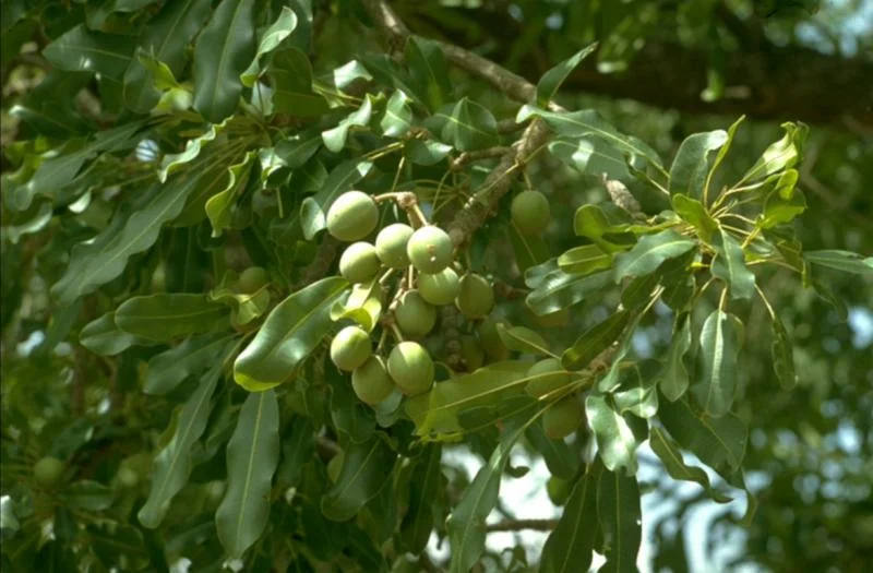 butyrospermum-paradoxum2.jpg
