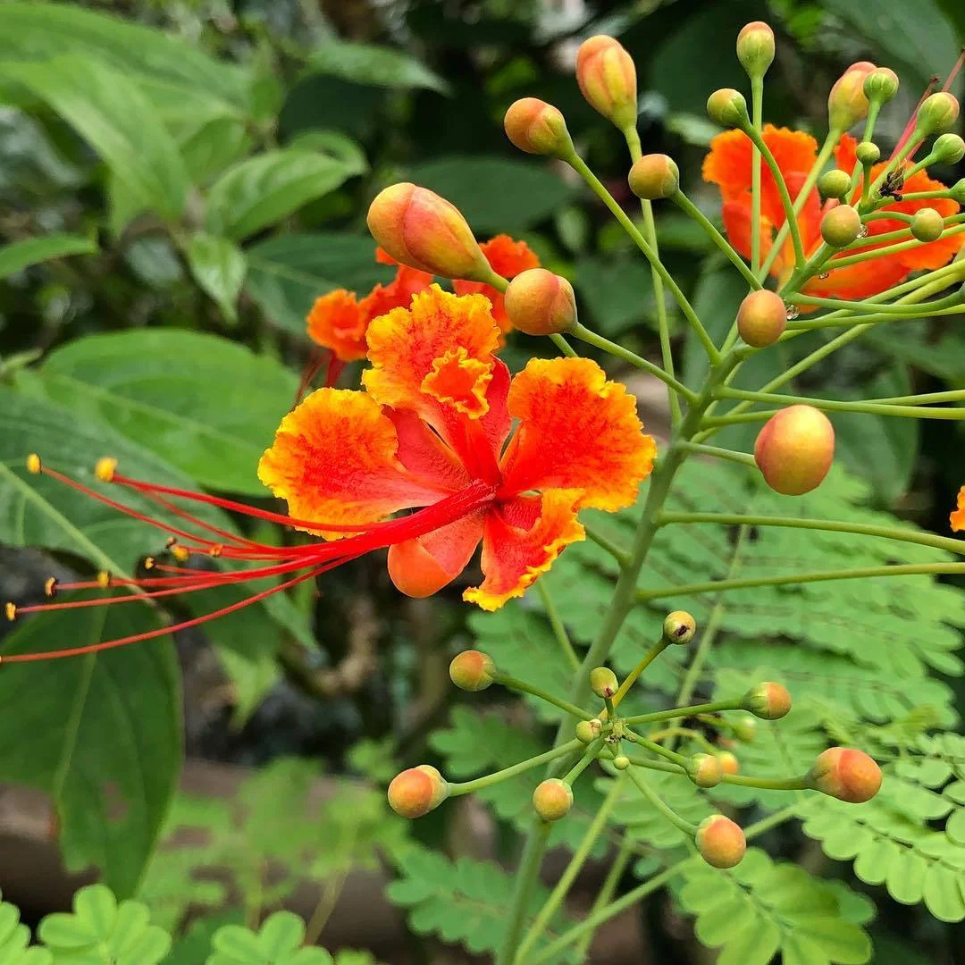 caesalpinia-pulcherrima.jpg