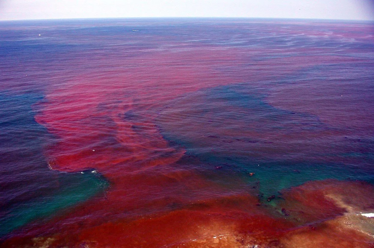Red Tide&nbsp;