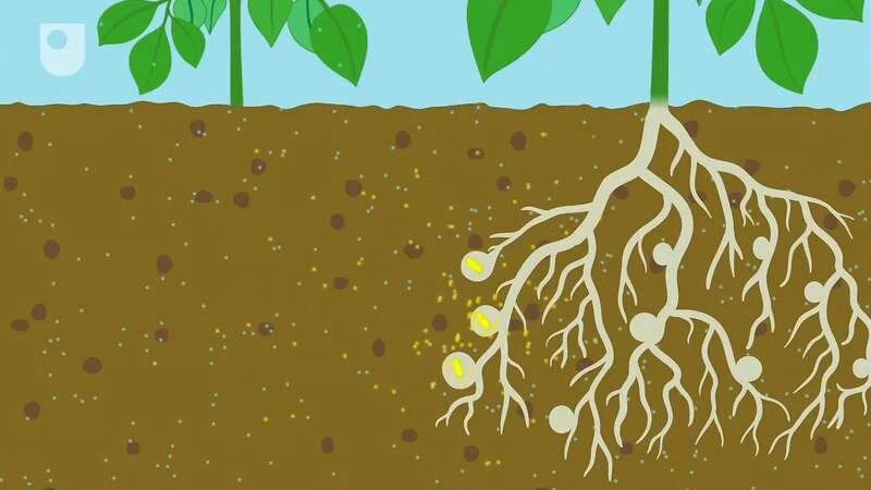 Nitrogen Fixation