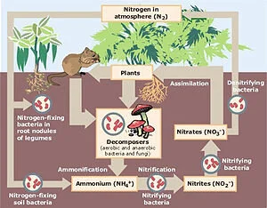 Nitrogen Cycle&nbsp;