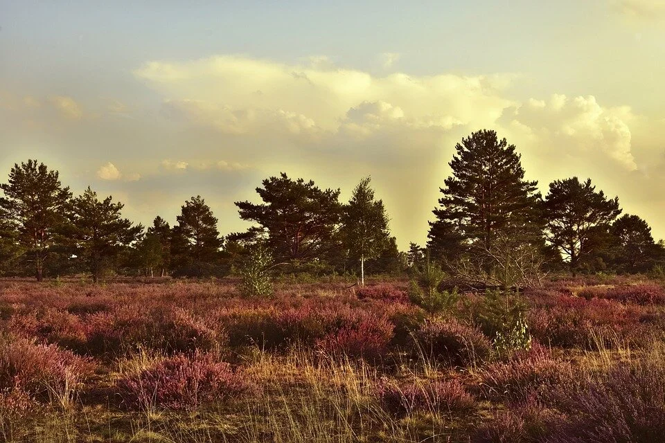 Heath