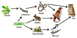 Food web